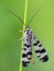 Common Scorpionfly sit on bent