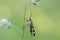 Common Scorpionfly sit on bent