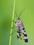 Common Scorpionfly sit on bent