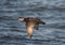 Common scoter, Melanitta nigra