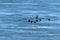 Common Scoter seabirds, duck in flight.