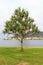 Common screwpine (Pandanus utilis) pine monocot tree