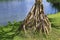 Common screwpine roots, Pandanus utilis, on tropical garden