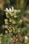 Common Scurvygrass - Cochlearia officinalis