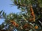 Common sea-buckthorn bush