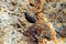 Common sea Chiton snail - Chiton olivaceus