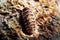 Common sea Chiton snail - Chiton olivaceus