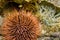Common Sea Urchin, Cabo Cope Puntas del Calnegre Natural Park, Spain