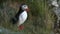 A common seabird Atlantic puffin, Fratercula arctica standing on grass and observing surroundings