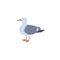 Common seagull or European herring gull bird, flat vector illustration isolated.