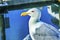 Common Seagull Granville Island Vancouver British Columbia Canad