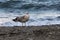 Common seagull Larus canus looking on camera
