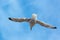 Common Seagull (larus larus)