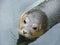 Common seal