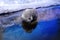 Common Seal or Harbor seal Phoca vitulina