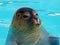 Common Seal (Phoca vitulina)