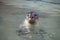 Common Seal, Phoca vitulina, from the water watching nearby