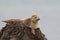 Common Seal resting on a rock