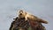 Common Seal resting on a rock