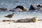 Common seal and sea gull at the beach - Phoca vitulina