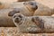 Common Seals on beach