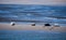 Common seals on a sandbank