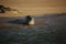 Common seals swimming and basking in the sun in the water and on the beaches around Blakeney, Norfolk, UK