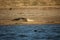 Common seals swimming and basking in the sun in the water and on the beaches around Blakeney, Norfolk, UK