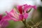 An common seasonal Asiatic pink lily with gradient touch flower with blurred background.