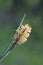 Common sedge, Carex nigra