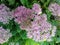 common sedum