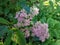 common sedum