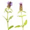 Common self-heal or brownwort or Prunella vulgaris isolated on white background. Medicinal plant