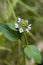 Common Self-heal - Heal All - Heart-of-the-Earth - Carpenter\'s Herb - Brownwort - Blue Curles -Prunella vulgaris