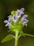 Common Self-heal - Heal All - Heart-of-the-Earth - Carpenter\'s Herb - Brownwort - Blue Curles -Prunella vulgaris