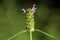 Common self heal (Prunella vulgaris)