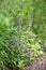 Common self-heal, Prunella vulgaris, flowering plant wild habitat