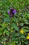 Common self-heal, Prunella vulgaris.Purple wild flowers