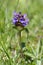 Common Selfheal