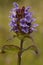 Common Selfheal