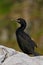 Common Shag, Phalacrocorax aristotelis, Arctic black cute bird with yellow bill and green eyes sitting on the rock, nature habitat