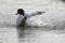 Common Shelduck