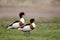 Common shelduck