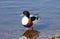 Common shelduck