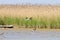 Common shelduck close up.Po river lagoon