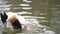 Common shelduck preening in pond