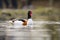 Common Shelduck - Tadorna tadorna