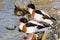 Common shelduck (Tadorna tadorna)