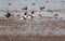 Common Shelduck Tadorna tadorna in environment at low tide