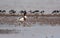 Common Shelduck Tadorna tadorna in environment at low tide